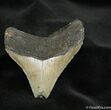 / Inch Megalodon Tooth - Georgia #694-1
